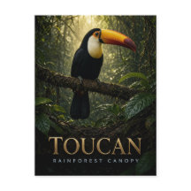 Tukan Regenwald Baumkrone Wildlife TIER