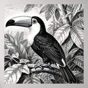 Tukane Urwald Laubwerk Gravur Poster