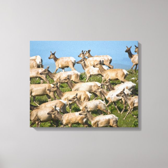 Tule Elk | Point Reyes National Seashore, CA Leinwanddruck (Vorderseite)