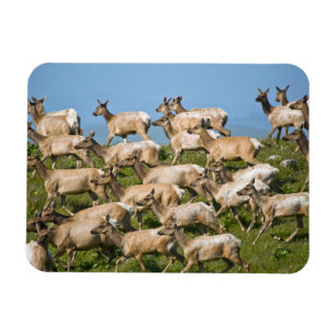 Tule Elk Point Reyes National Seashore, CA Magnet