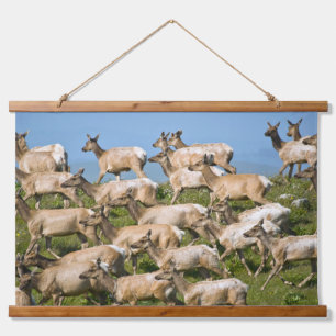 Tule Elk   Point Reyes National Seashore, CA Wandteppich Mit Holzrahmen