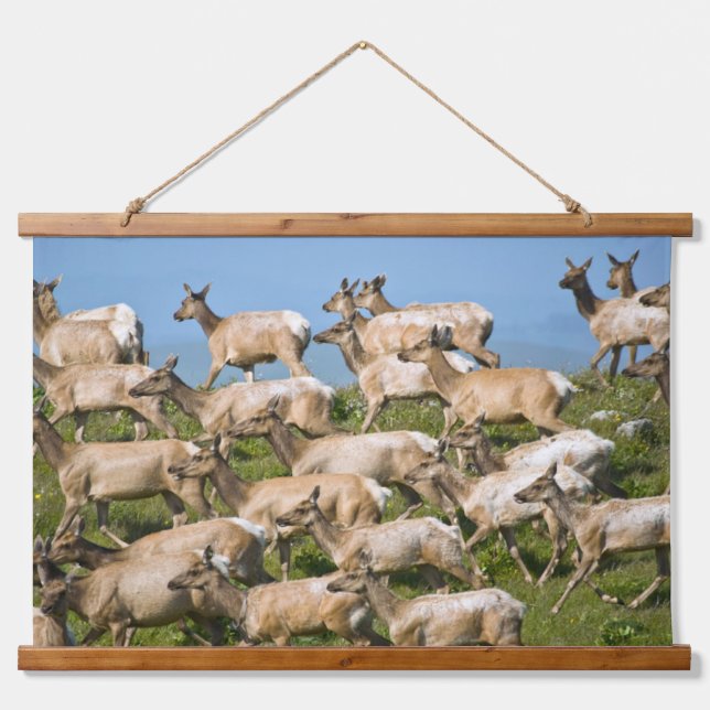 Tule Elk | Point Reyes National Seashore, CA Wandteppich Mit Holzrahmen (Vorne)