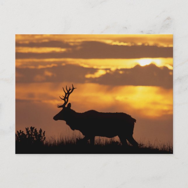 Tule Elk | Point Reyes National Seashore Postkarte (Vorderseite)