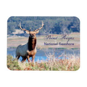 Tule Elk Reserve Point Reyes Magnet