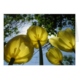 Tulières jaunes