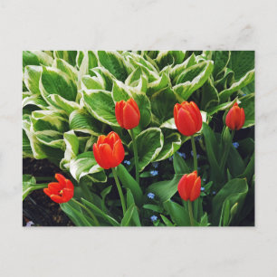 Tulières rouges et carte postale plante hosta