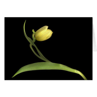 Tuliforme jaune