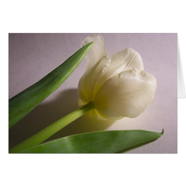 Tulip (Vorderseite (Horizontal))
