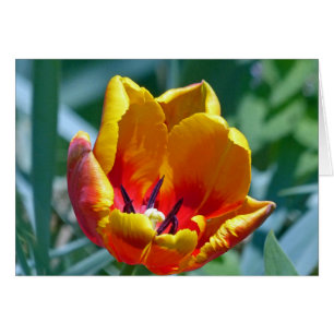 Tulip