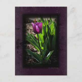 Tulip 0243 Cartes postales violettes