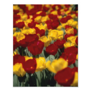 Tulip 2 fotodruck