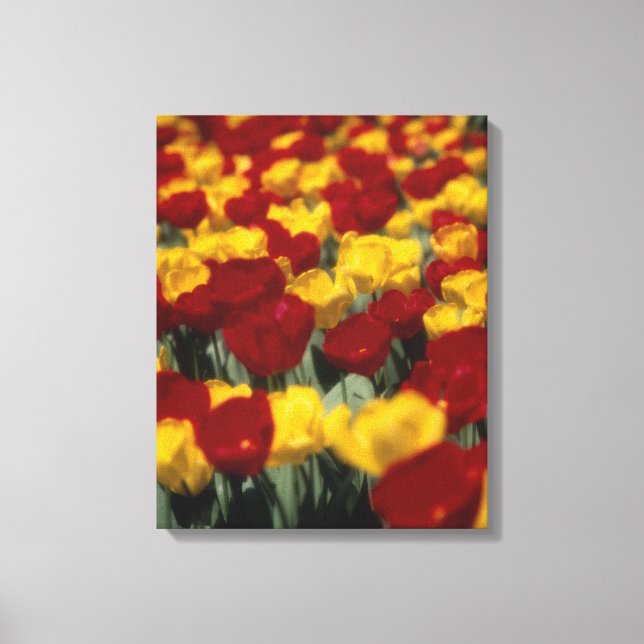 Tulip 2 leinwanddruck (Vorderseite)