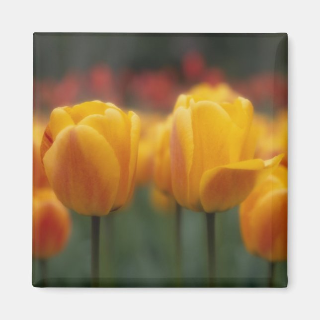 Tulip 2 magnet (Vorne)