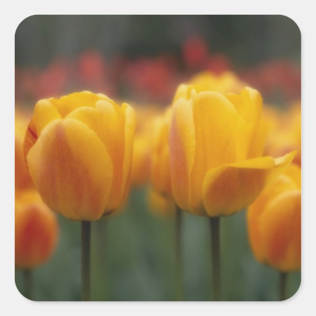 Tulip 2 quadratischer aufkleber (Vorderseite)
