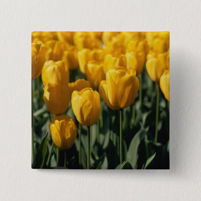 Tulip 3 button (Vorderseite)