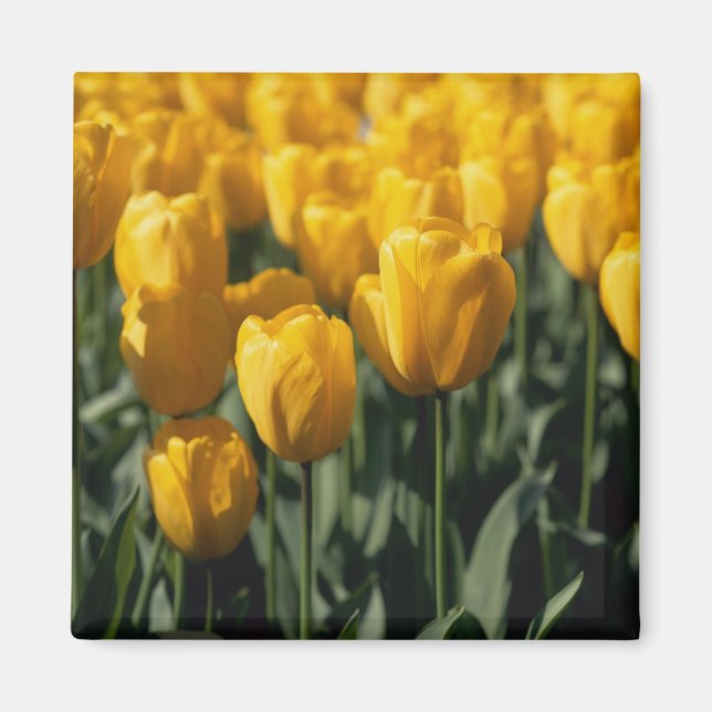 Tulip 3 magnet (Vorne)