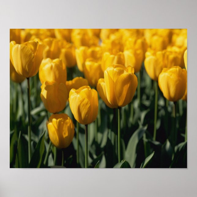Tulip 3 poster (Vorne)