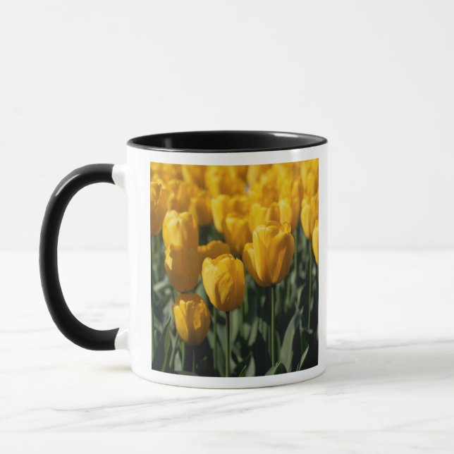 Tulip 3 tasse (Links)