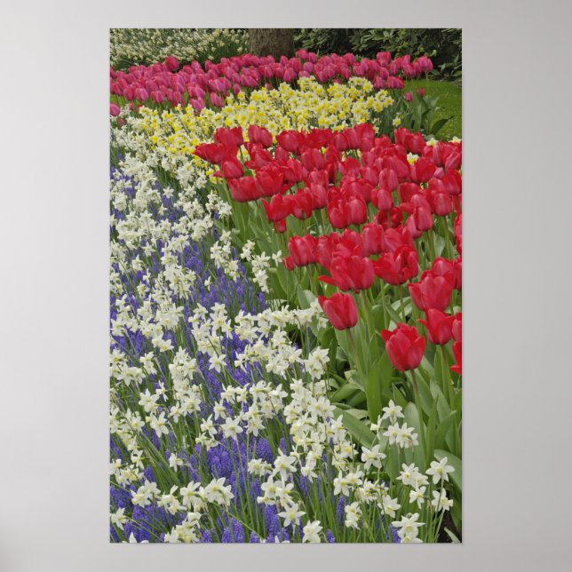 Tulip and daffodil garden, Keukenhof Gardens, Poster (Vorne)