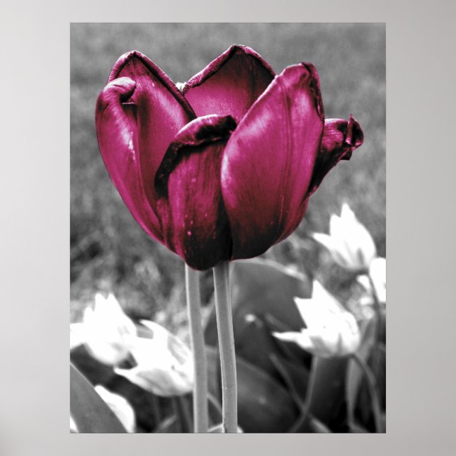 Tulip Art Poster (Vorne)
