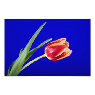 Tulip auf blauem Hintergrund Fotodruck