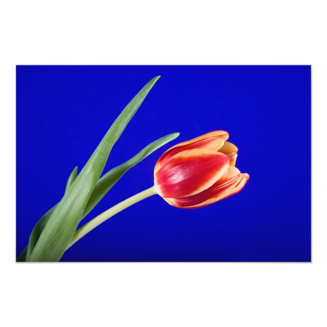 Tulip auf blauem Hintergrund Fotodruck (Vorne)