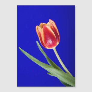 Tulip auf blauem Hintergrund Magnetkarte