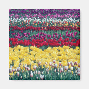 Tulip-Ausstellungsgarten im Skagit-Landkreis, Magnet