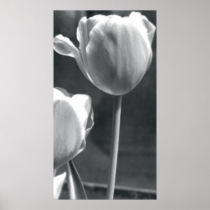 Tulip Black und White Poster