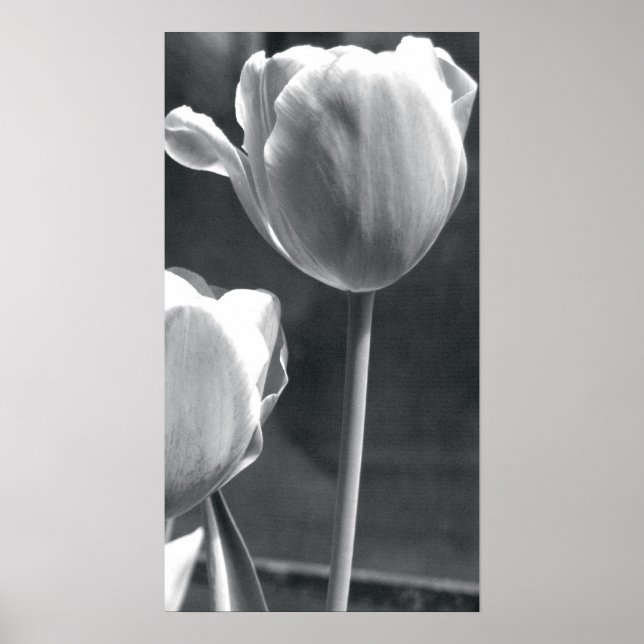 Tulip Black und White Poster (Vorne)