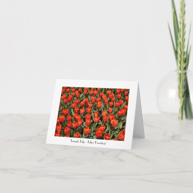 Tulip Blank Alle Oklassion Faltes Grußkarte Dankeskarte (Vorderseite)