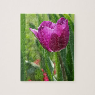 Tulip Blossom