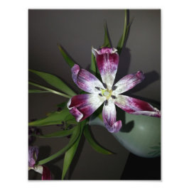 Tulip Blume Fotodruck