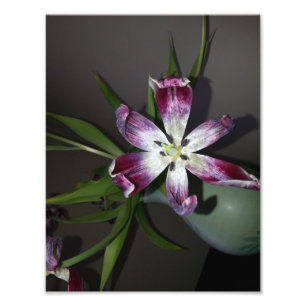 Tulip Blume Fotodruck