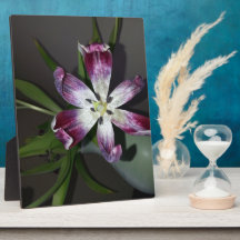 Tulip Blume