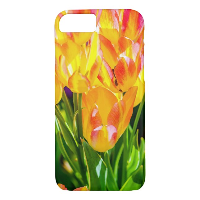 Tulip-Blume - Geblüht Case-Mate iPhone Hülle (Rückseite)