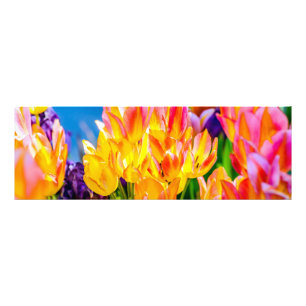 Tulip-Blume - Geblüht Fotodruck