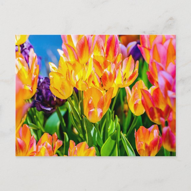 Tulip-Blume - Geblüht Postkarte (Vorderseite)
