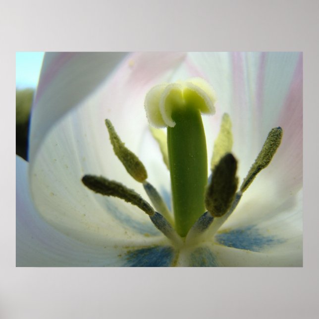 TULIP BLUME INSIDE Art Print Spring Tulip Leinwand Poster (Vorne)