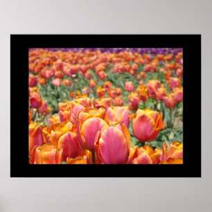 Tulip Blume Kunstdrucke Tulips Poster