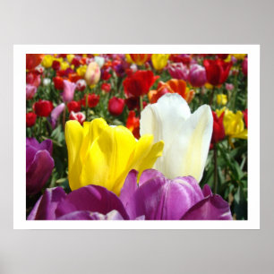Tulip Blume Kunstfotografie Poster