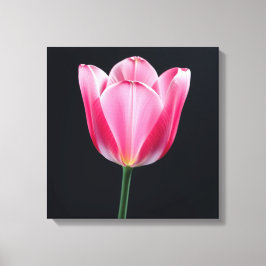 Tulip Blume Leinwanddruck