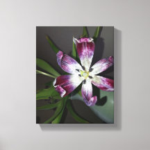 Tulip Blume