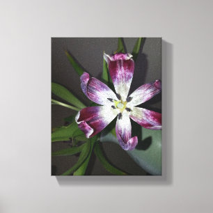 Tulip Blume Leinwanddruck
