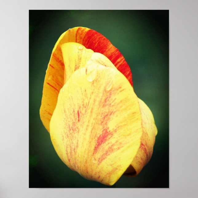 Tulip Blume Petals mit Raindropfen Nah Poster (Vorne)