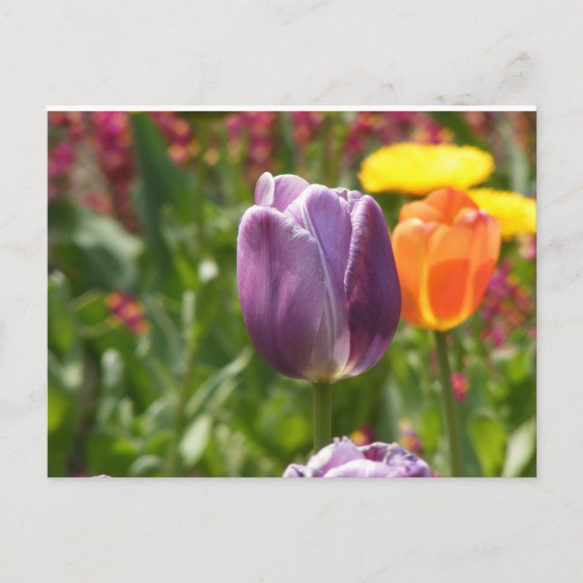 Tulip-Blume Postkarte (Vorderseite)