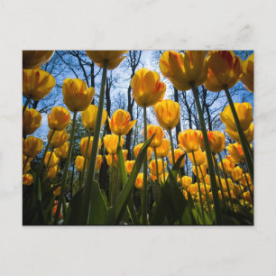 Tulip-Blume-Postkarte Postkarte