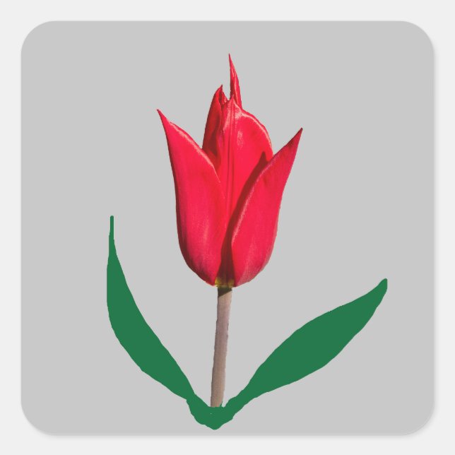 Tulip-Blume Quadratischer Aufkleber (Vorderseite)