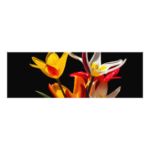 Tulip-Blume vor schwarzem Hintergrund Fotodruck