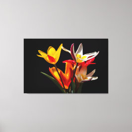 Tulip-Blume vor schwarzem Hintergrund Leinwanddruck